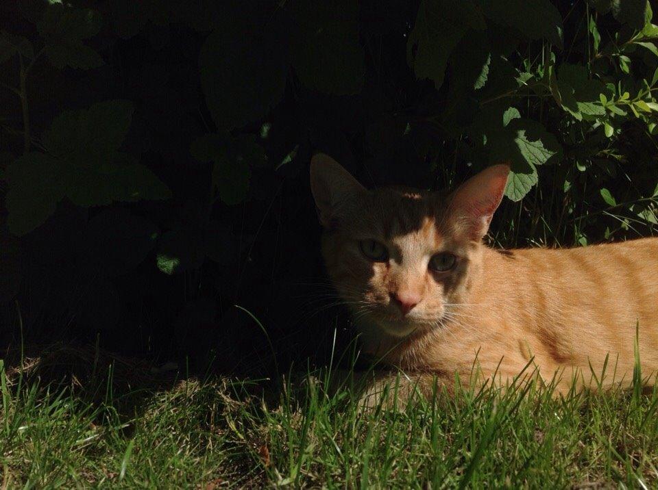 Huskat Cæsar billede 21