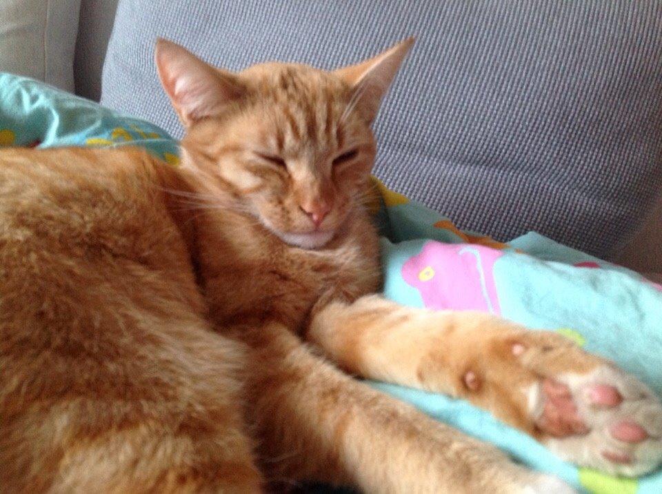 Huskat Cæsar billede 22