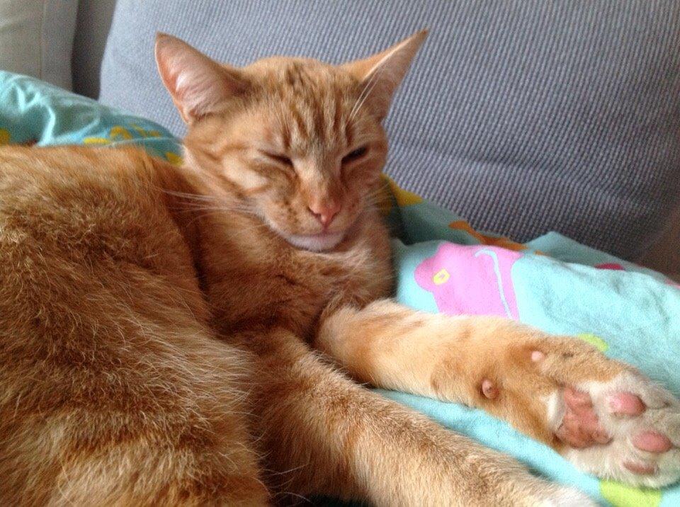 Huskat Cæsar billede 23