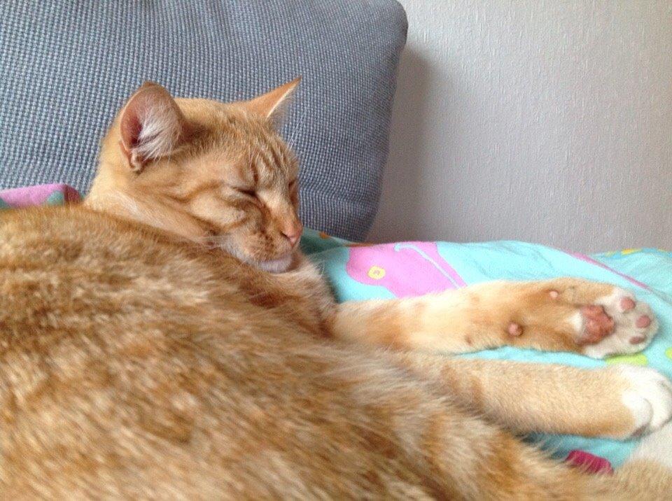 Huskat Cæsar billede 24