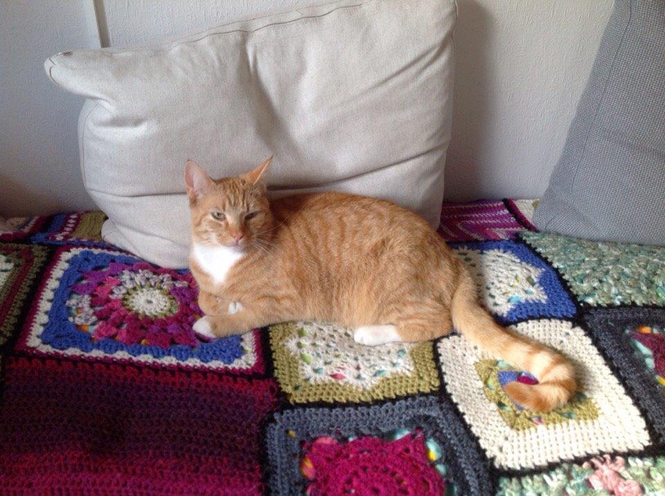 Huskat Cæsar billede 6