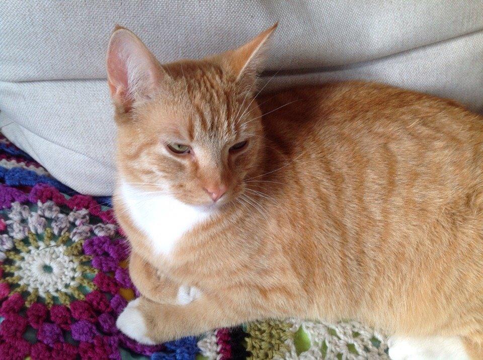 Huskat Cæsar billede 25