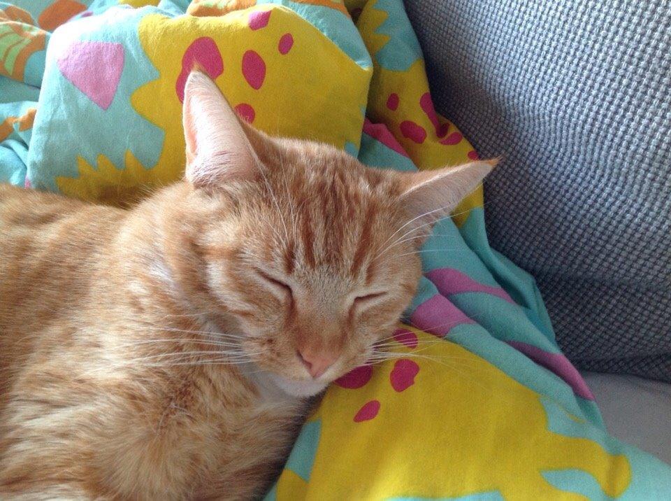 Huskat Cæsar billede 26