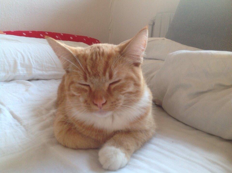 Huskat Cæsar billede 27