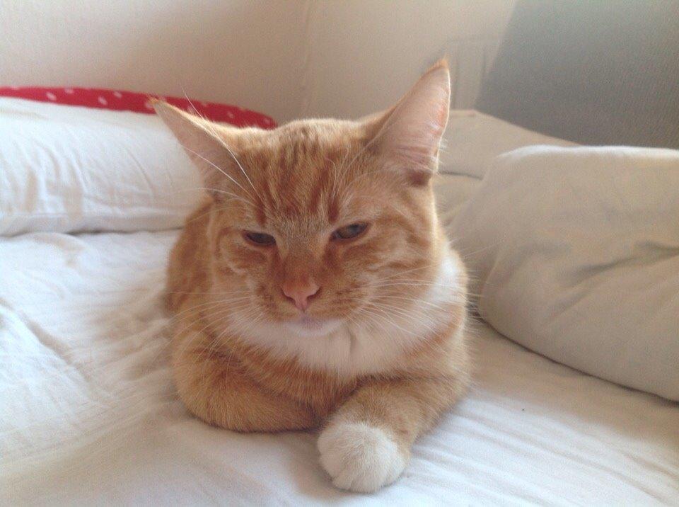 Huskat Cæsar billede 28