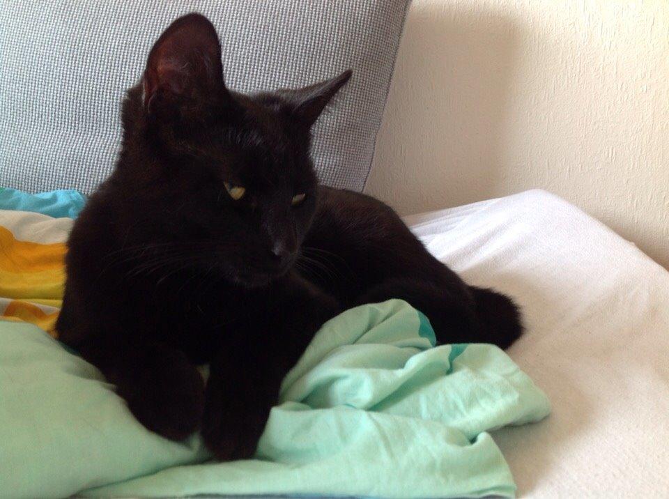 Huskat Shady billede 6