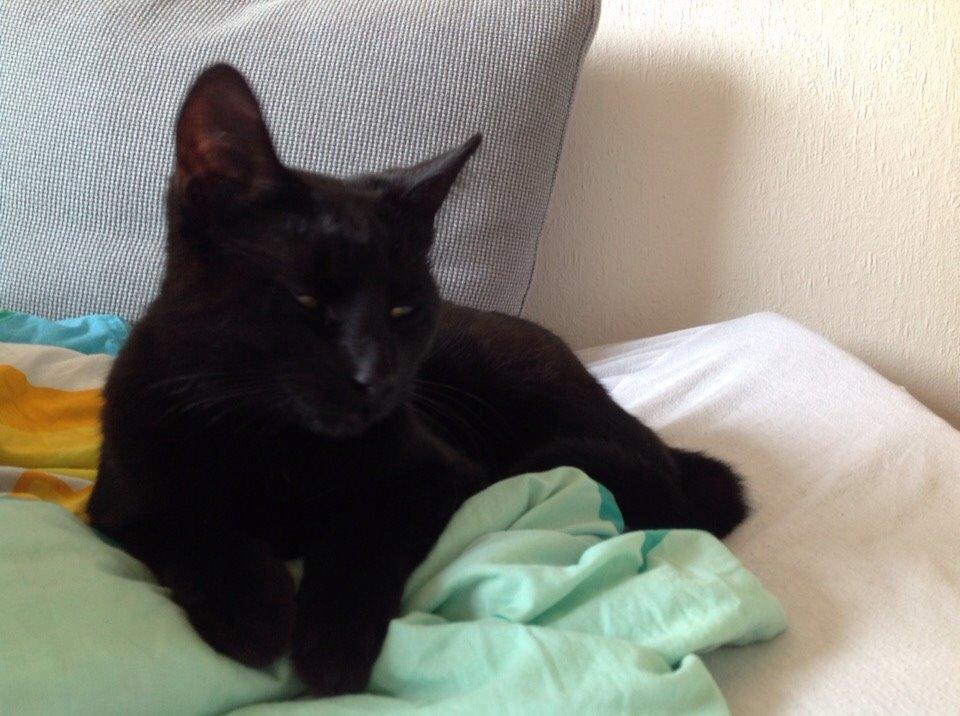 Huskat Shady billede 7