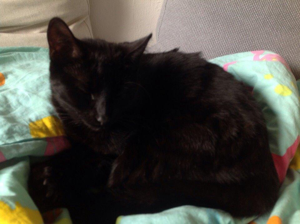 Huskat Shady billede 8