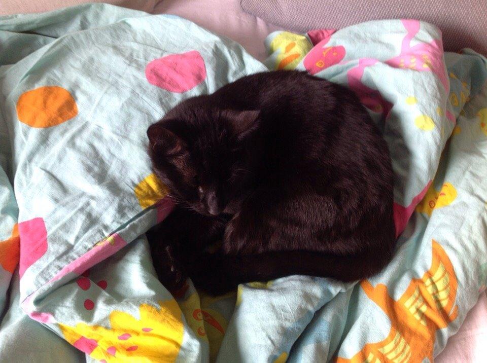 Huskat Shady billede 9