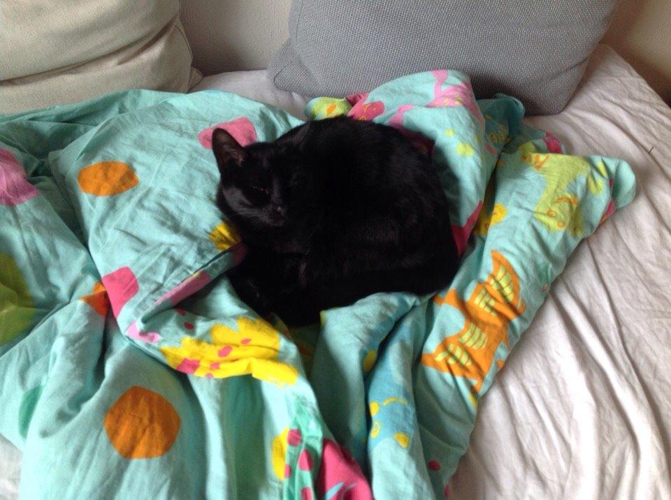 Huskat Shady billede 10