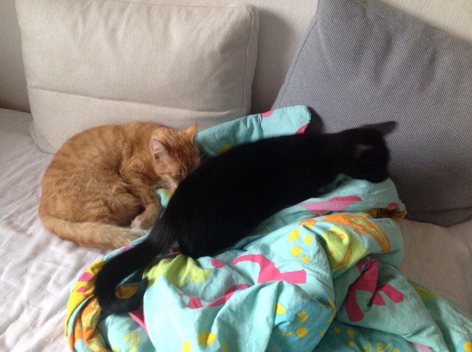 Huskat Shady billede 11