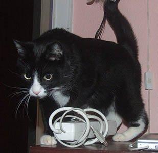 Huskat Moði billede 2