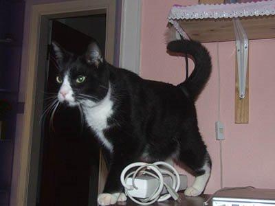 Huskat Moði billede 1