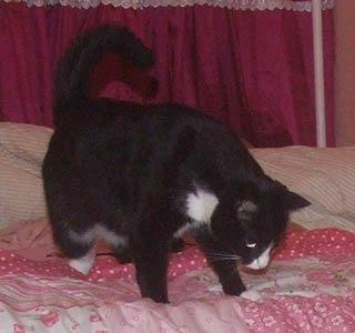 Huskat Moði billede 3