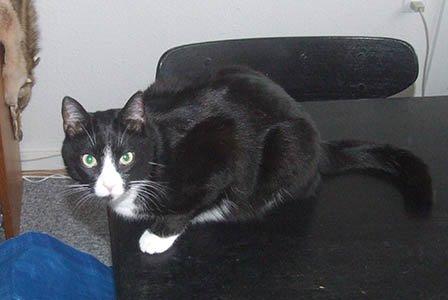 Huskat Moði billede 4