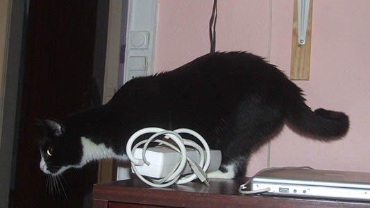 Huskat Moði billede 5