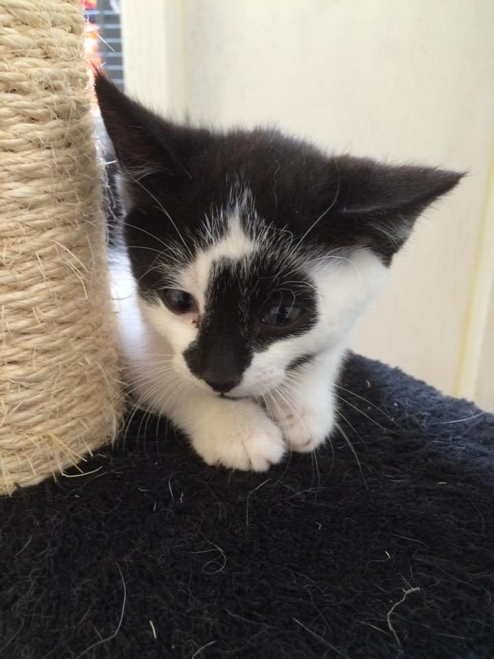 Huskat Milo billede 2