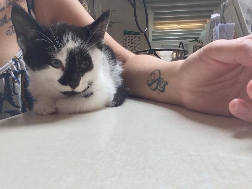 Huskat Milo billede 3