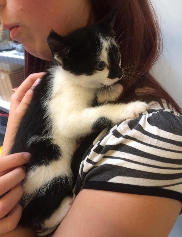 Huskat Milo billede 4