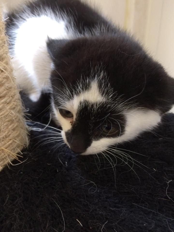 Huskat Milo billede 5