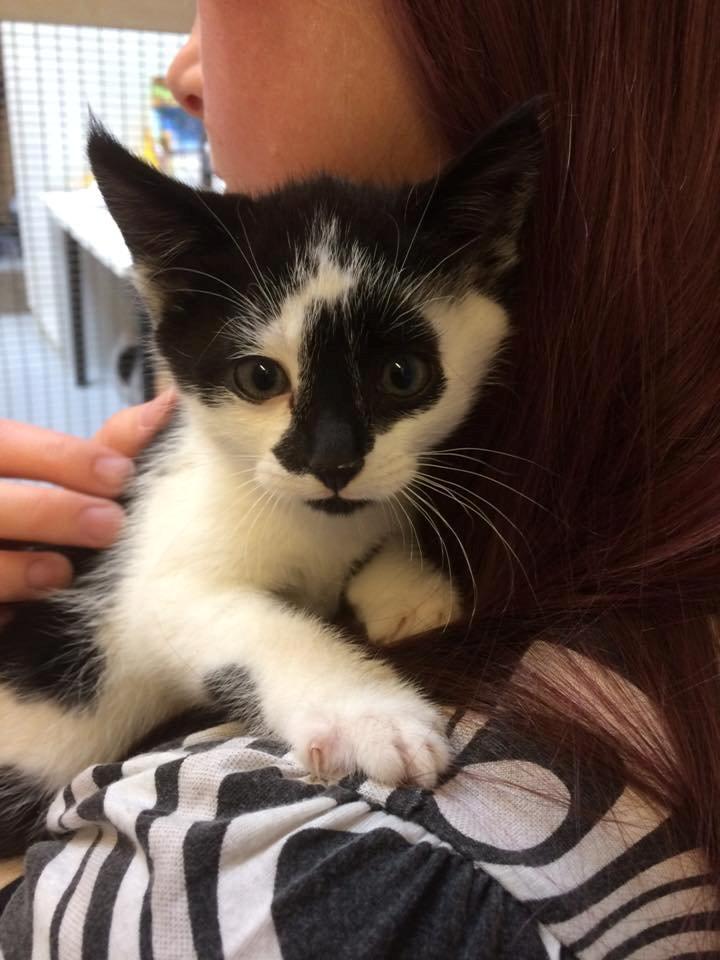 Huskat Milo billede 1