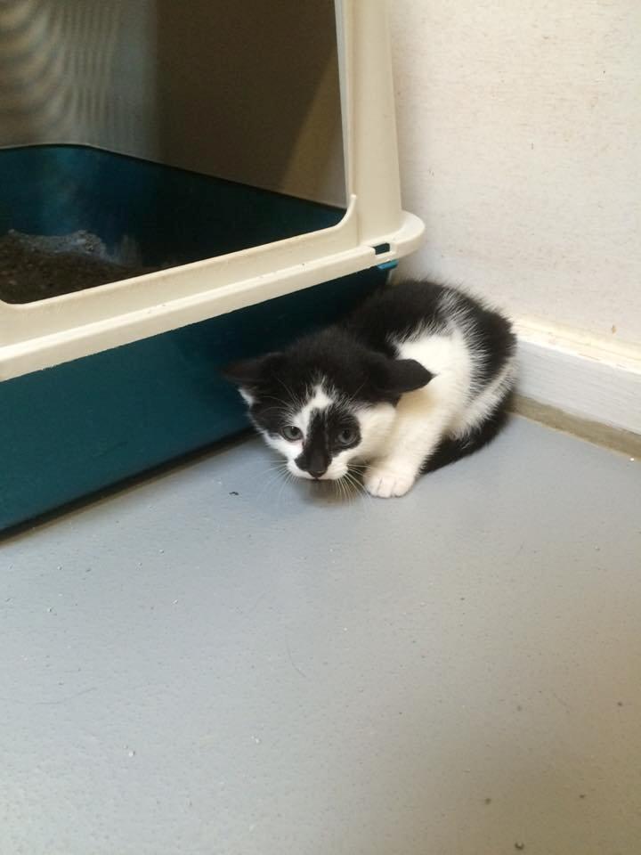 Huskat Milo billede 6