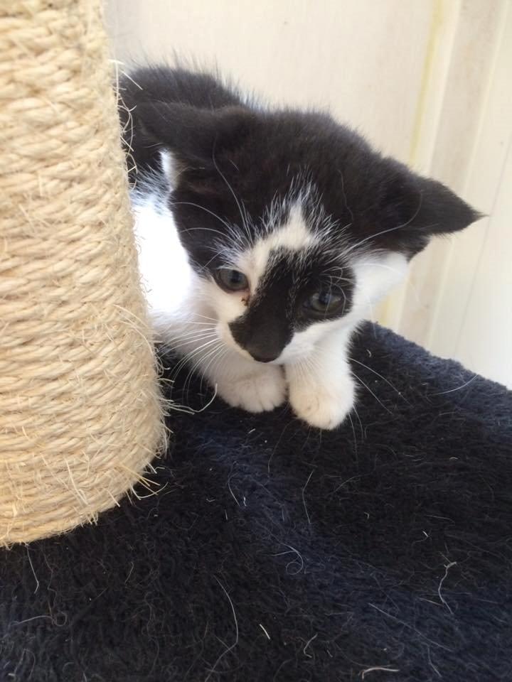 Huskat Milo billede 7