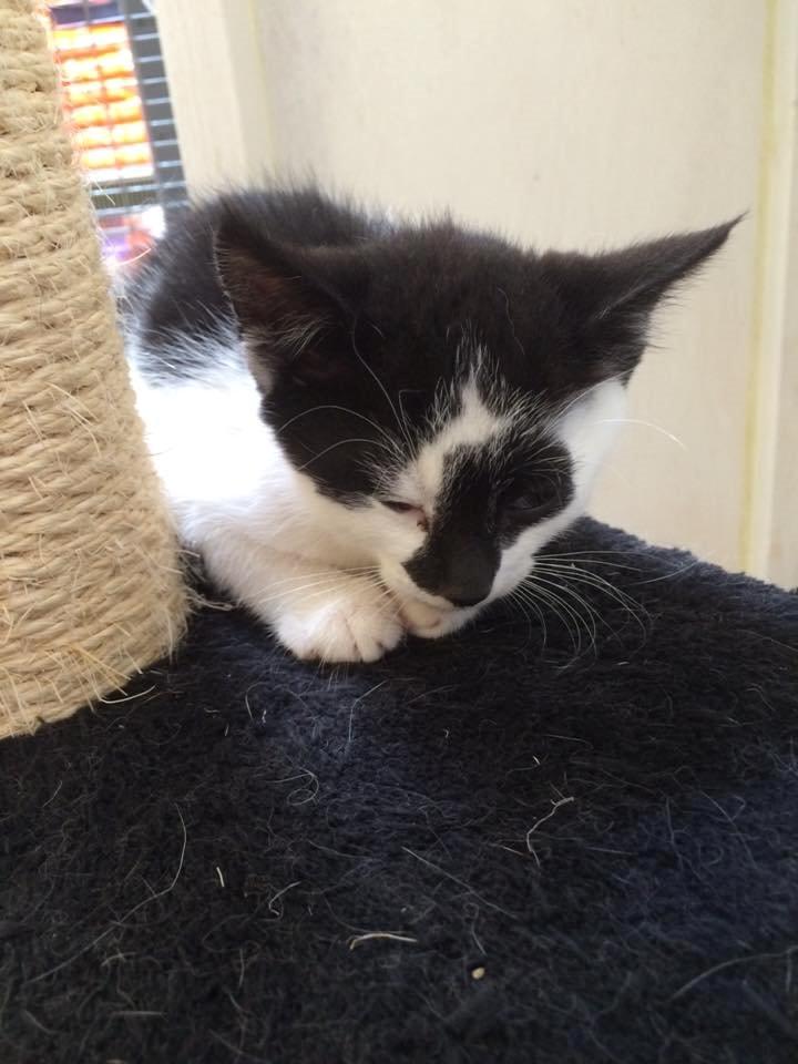 Huskat Milo billede 8