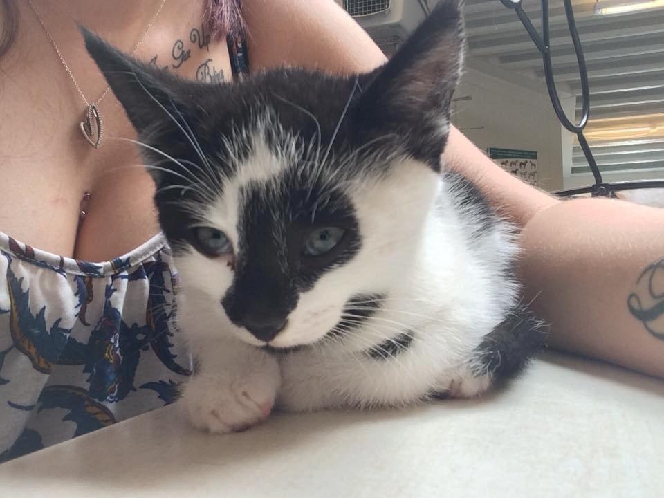 Huskat Milo billede 9