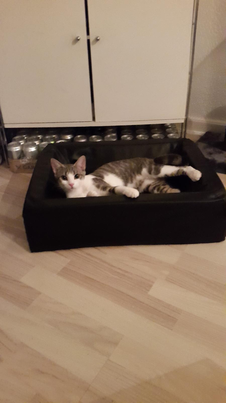 Huskat Frida  billede 1