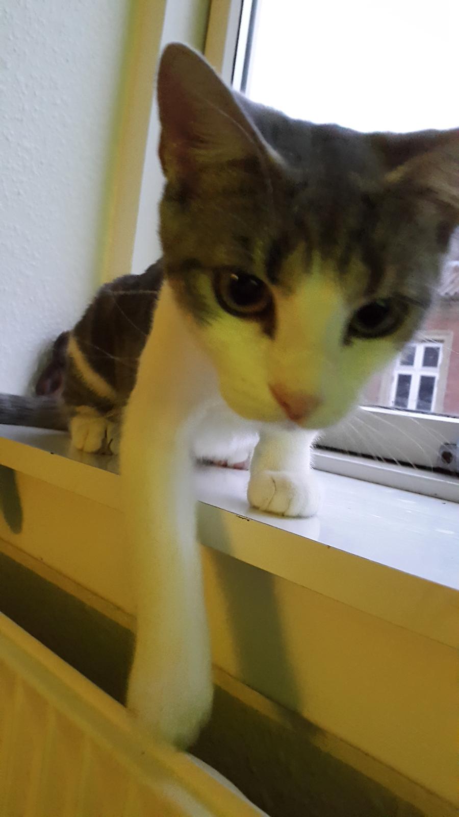 Huskat Frida  billede 2