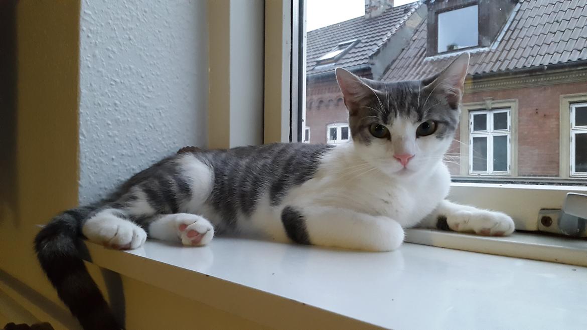 Huskat Frida  billede 3
