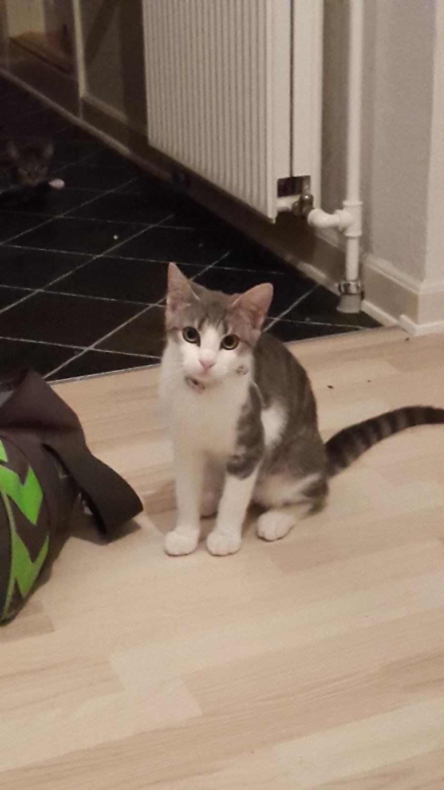 Huskat Frida  billede 4