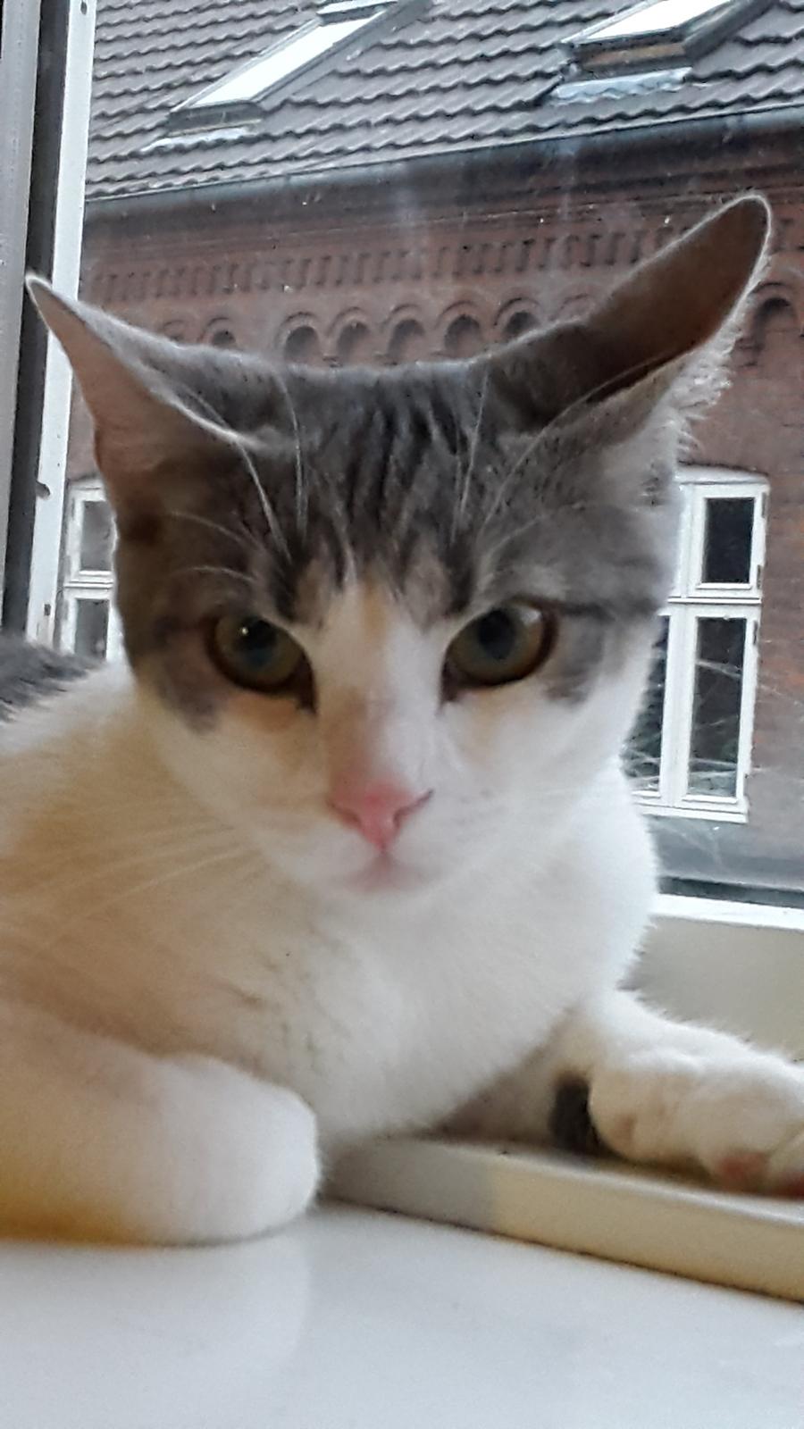 Huskat Frida  billede 5