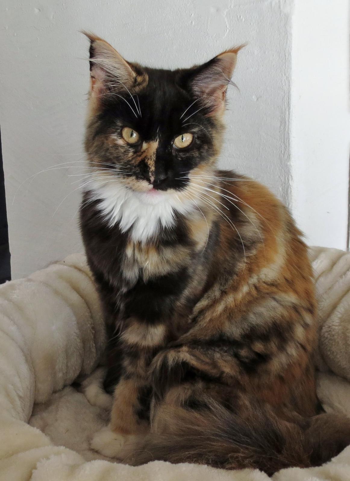 Maine Coon DK Nimrodel's Lúthien billede 6