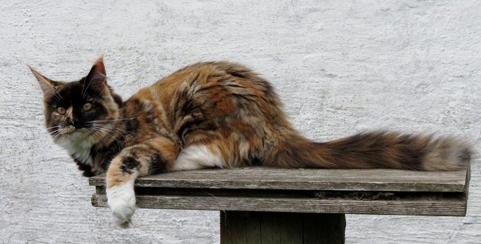 Maine Coon DK Nimrodel's Lúthien billede 10