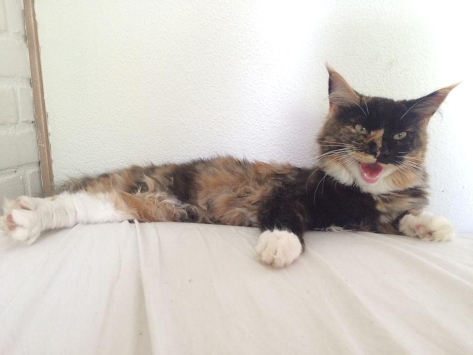 Maine Coon DK Nimrodel's Lúthien billede 11