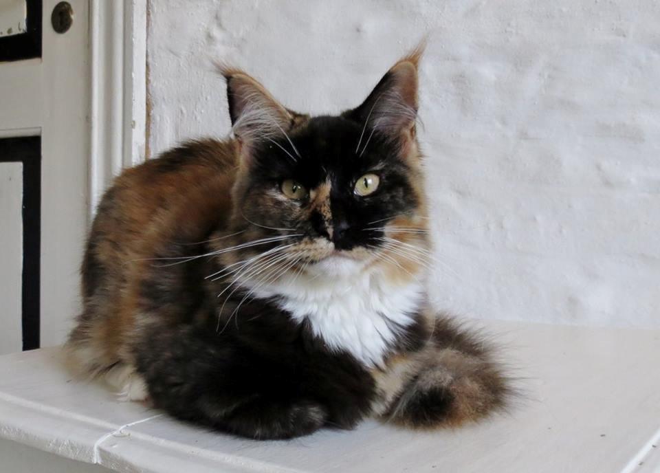 Maine Coon DK Nimrodel's Lúthien billede 12