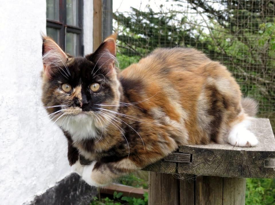 Maine Coon DK Nimrodel's Lúthien billede 13