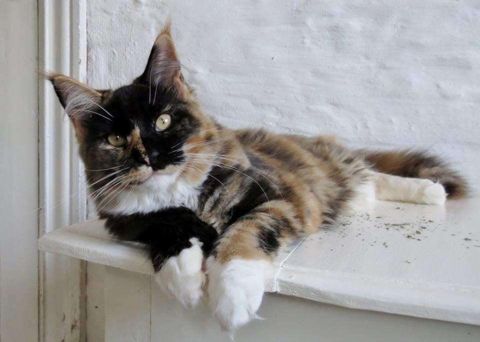 Maine Coon DK Nimrodel's Lúthien billede 7