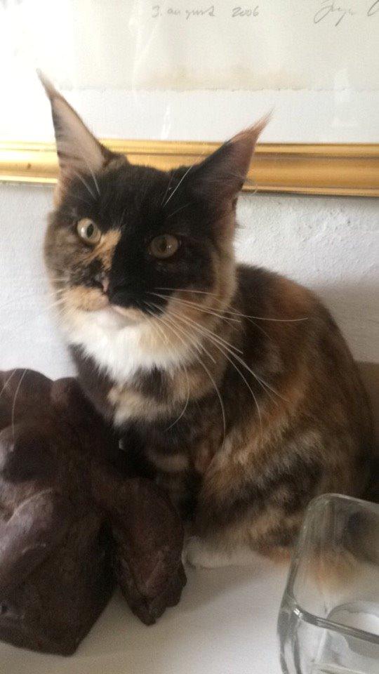 Maine Coon DK Nimrodel's Lúthien billede 15