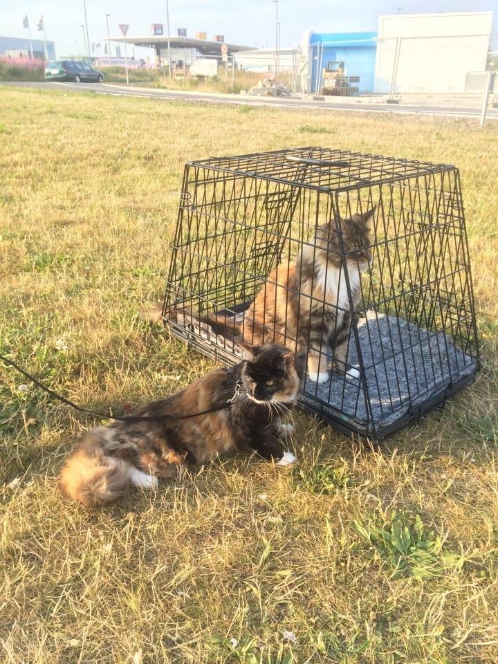 Maine Coon DK Nimrodel's Lúthien billede 17