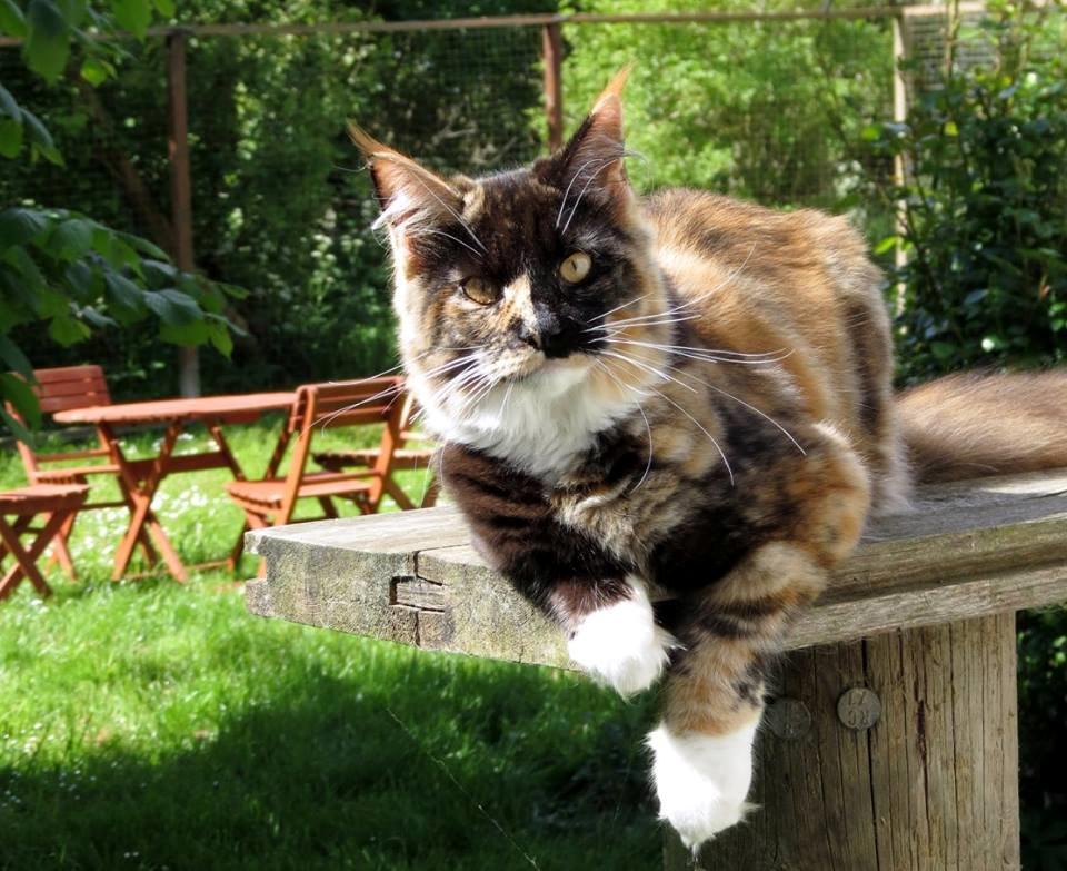 Maine Coon DK Nimrodel's Lúthien billede 5