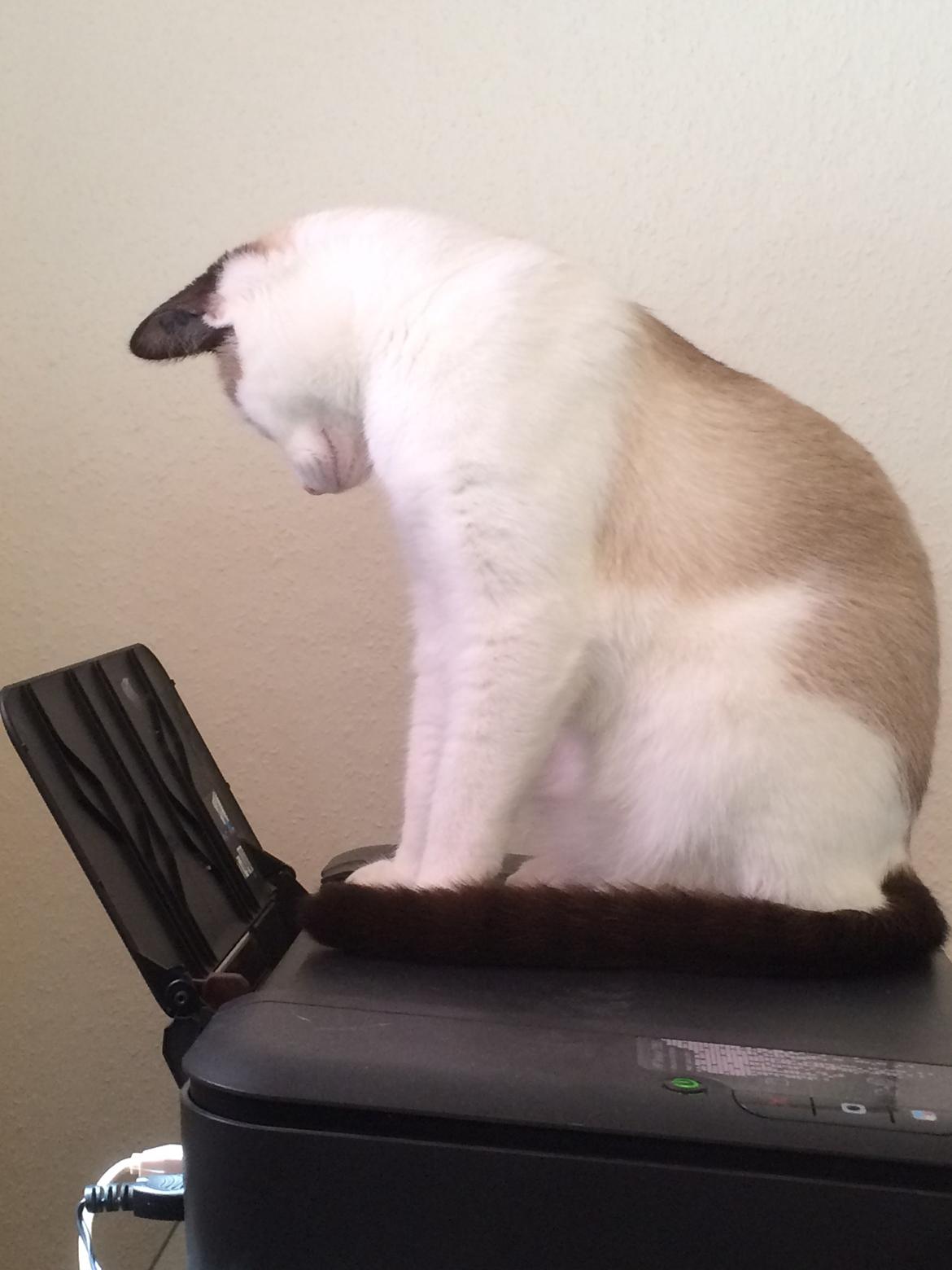 Blanding af racer Misse billede 46