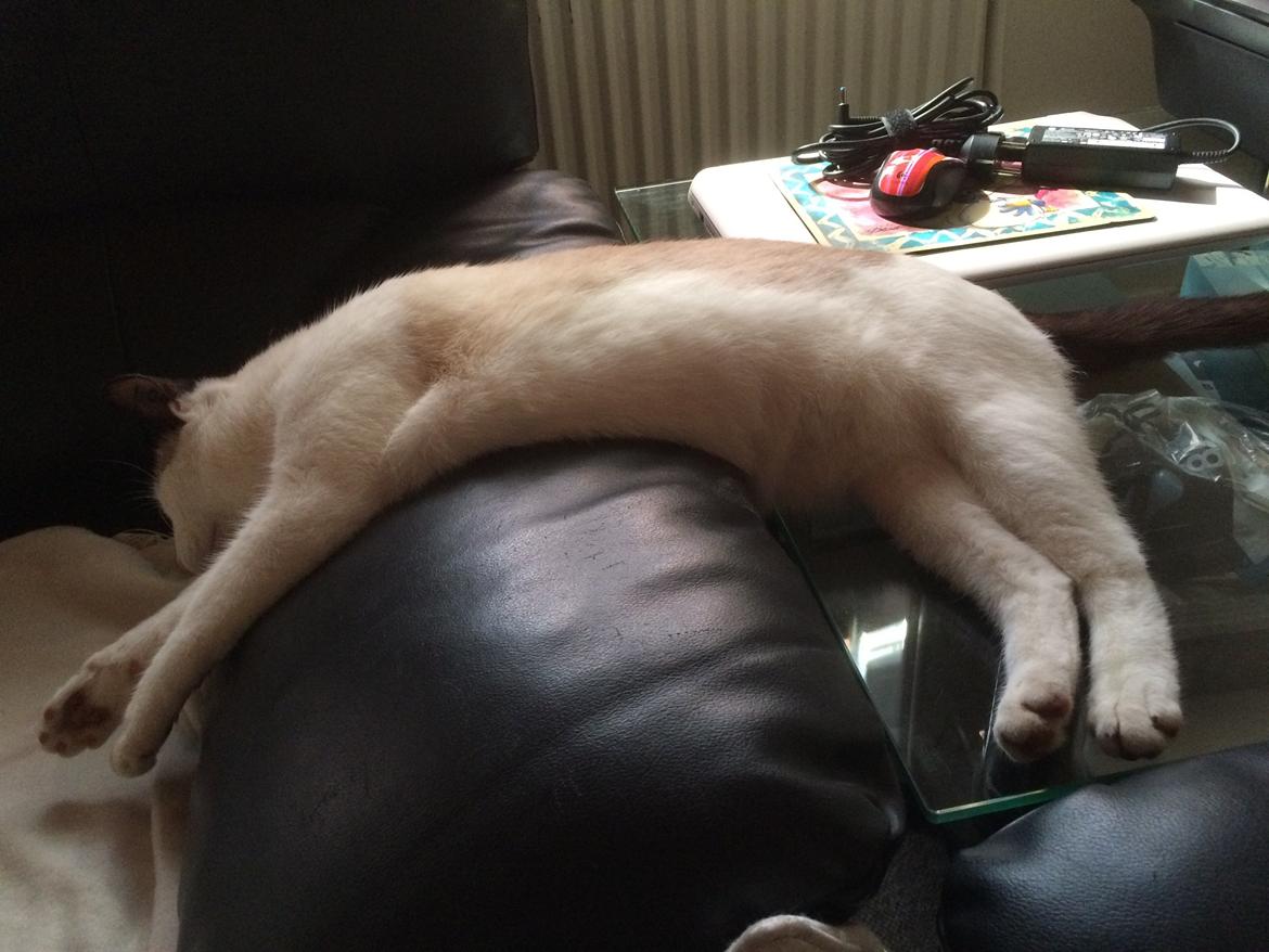 Blanding af racer Misse billede 47