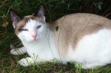 Blanding af racer Misse billede 50