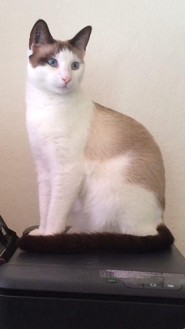 Blanding af racer Misse billede 48