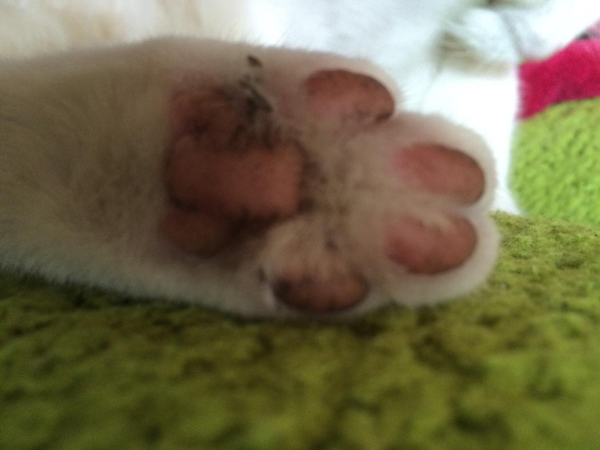 Blanding af racer Misse billede 49