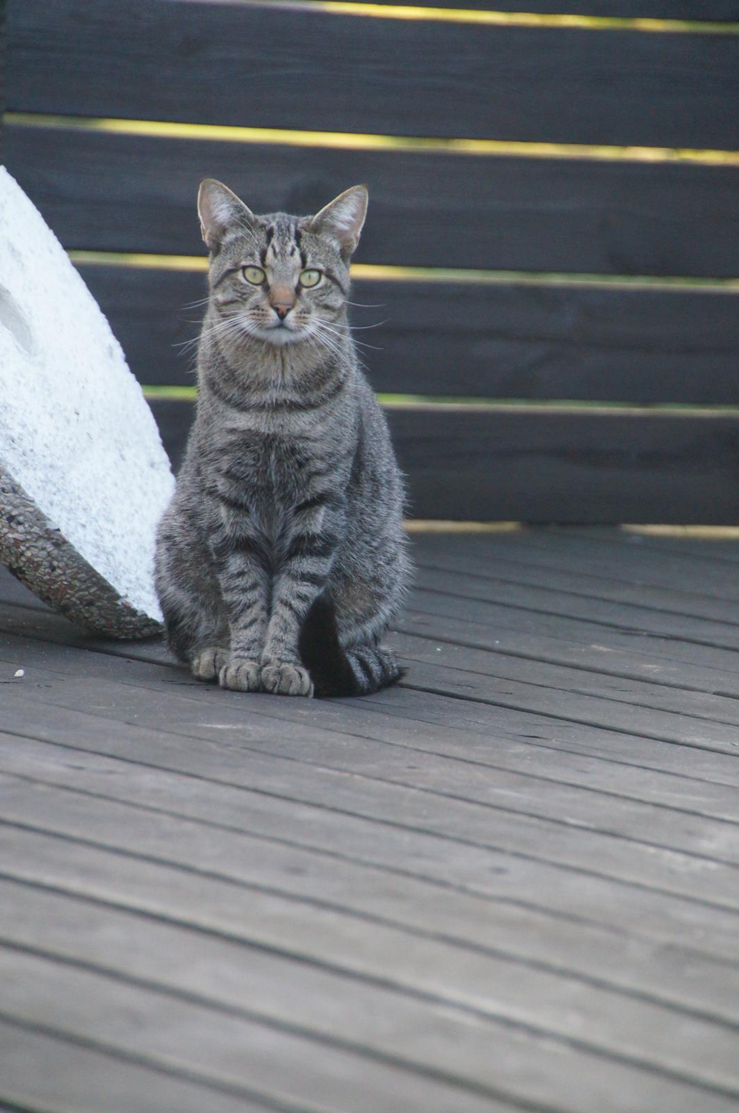 Blanding af racer Felix billede 29