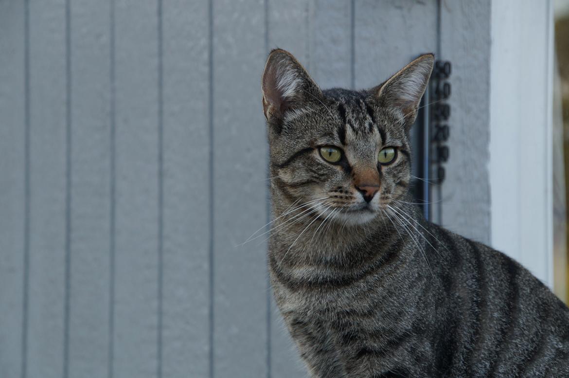 Blanding af racer Felix billede 27